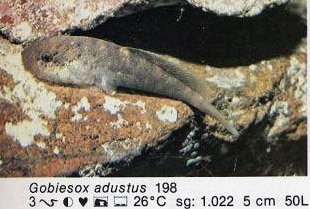 Gobiesox adustus